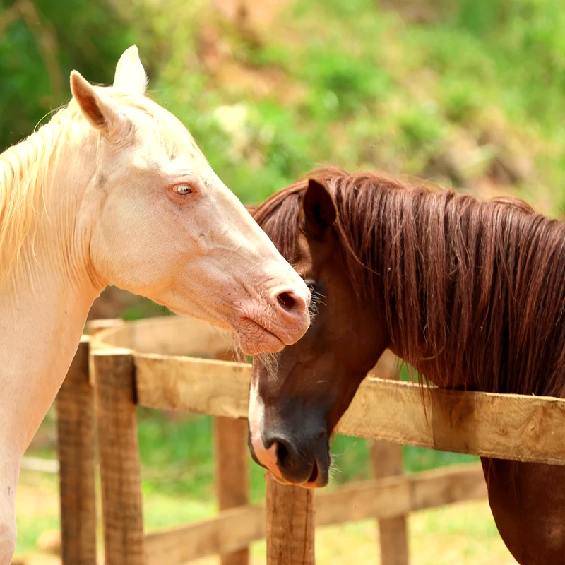 Construção de vínculo entre humano e cavalo