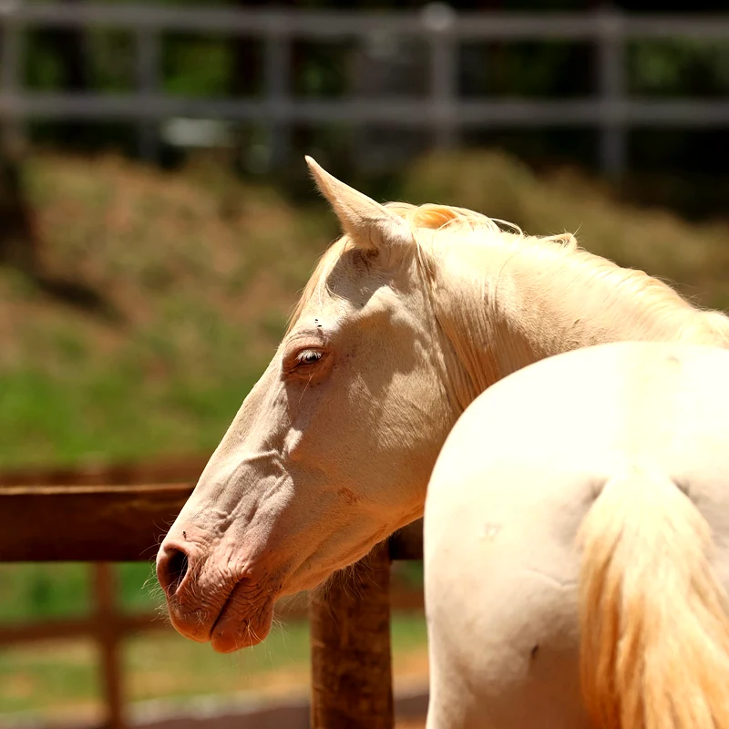 Retrato equino, CT Instinto Equestre, Itaipava