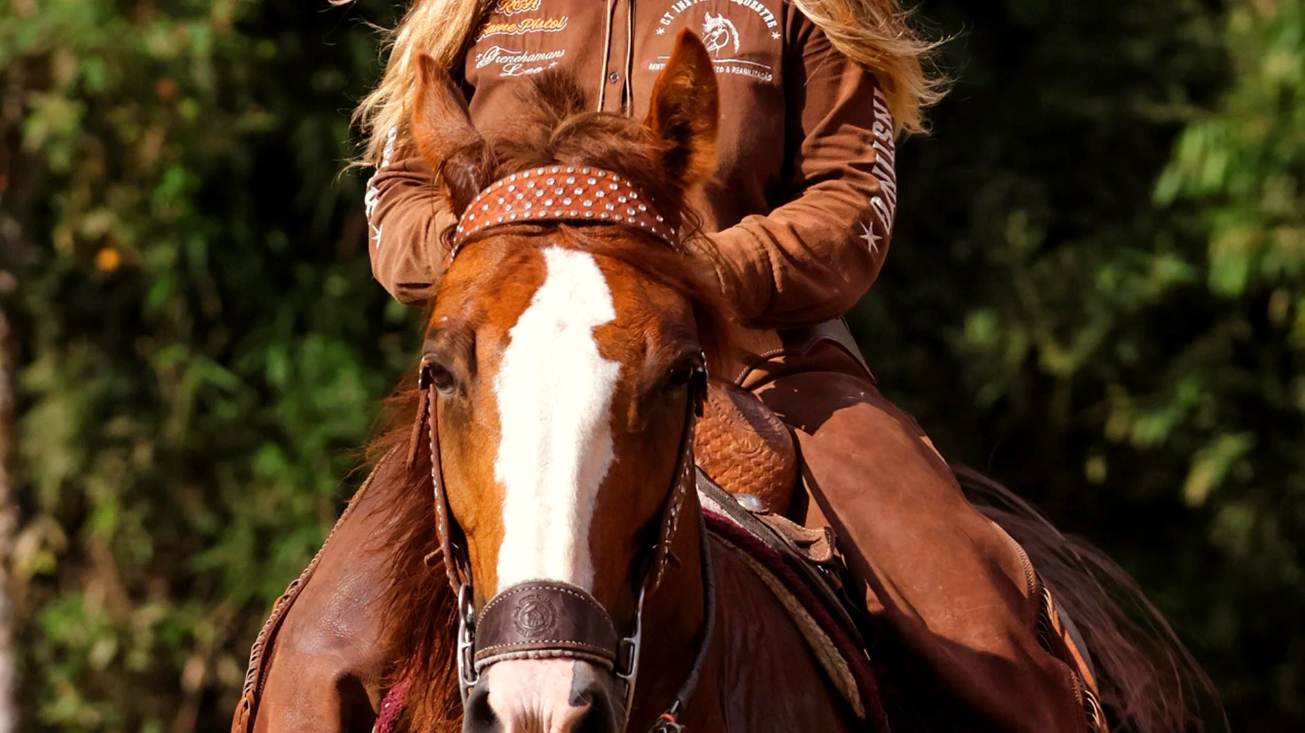Centro de Treinamento Instinto Equestre, Itaipava, cavalos em campo aberto
